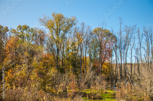 A colorful swampy marsh and trees in the Fall in Georgia colorful trees