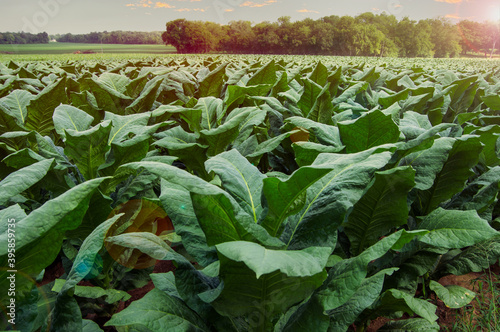 Принти на полотні Sunrise over a farm field of large broad green tobacco leaves in the Untied Stat