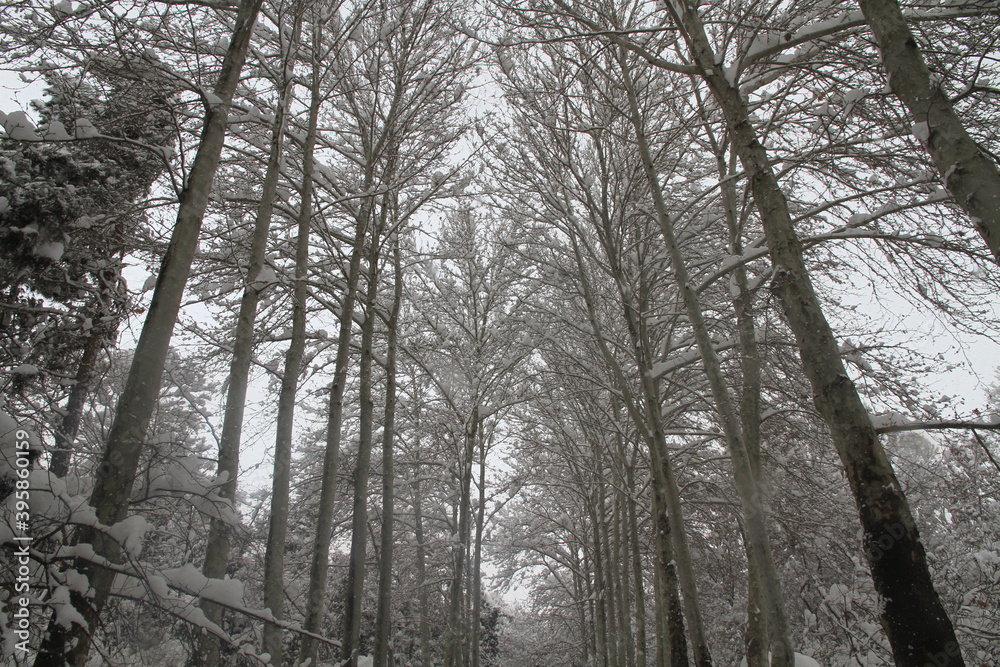 Snow time Snow time