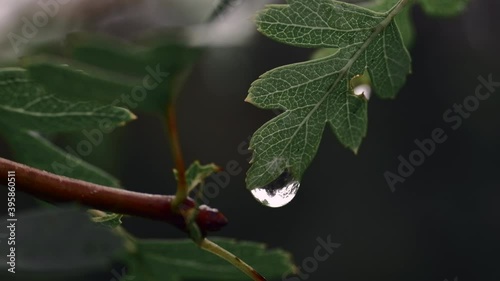 Macro shot of wet leaf after the rain. Close up of raindrop on wild bush. 4K resolution cinematic color grading look. Shallow depth of field. Overcast moody natural background. Autumn colors.
