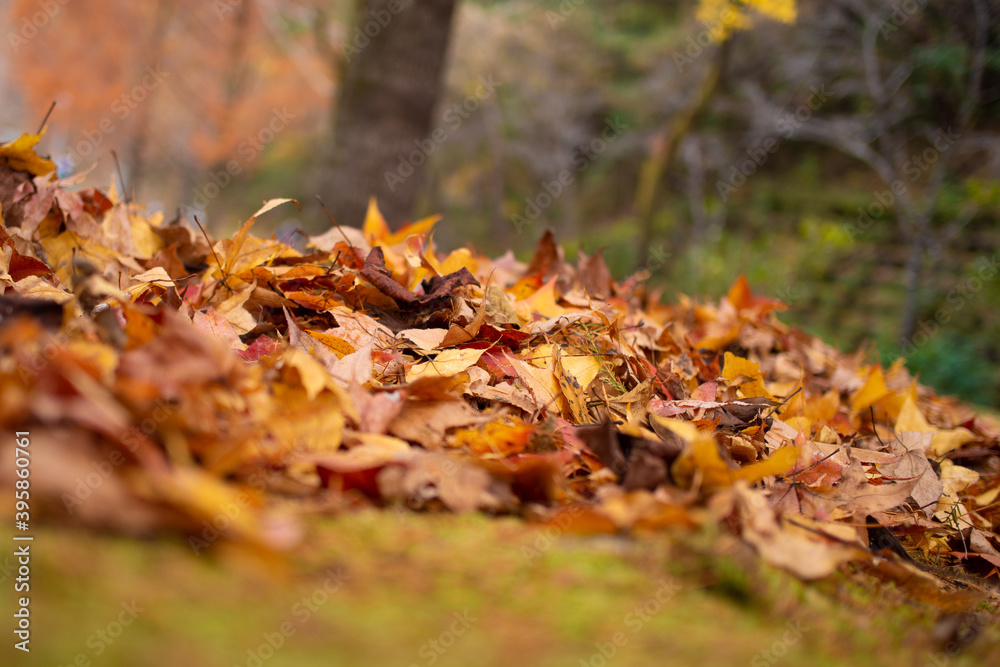 奇麗に紅葉しているカエデ(岐阜県岐阜市) 奇麗に紅葉しているカエデ(岐阜県岐阜市)