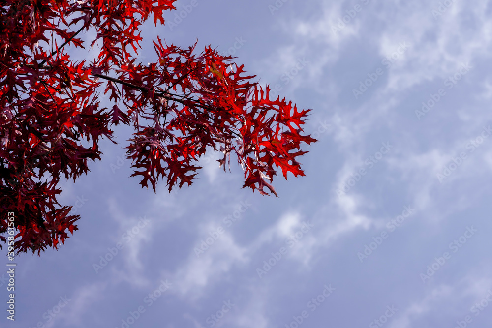 Fall season maple leaf color change Fall season maple leaf color change