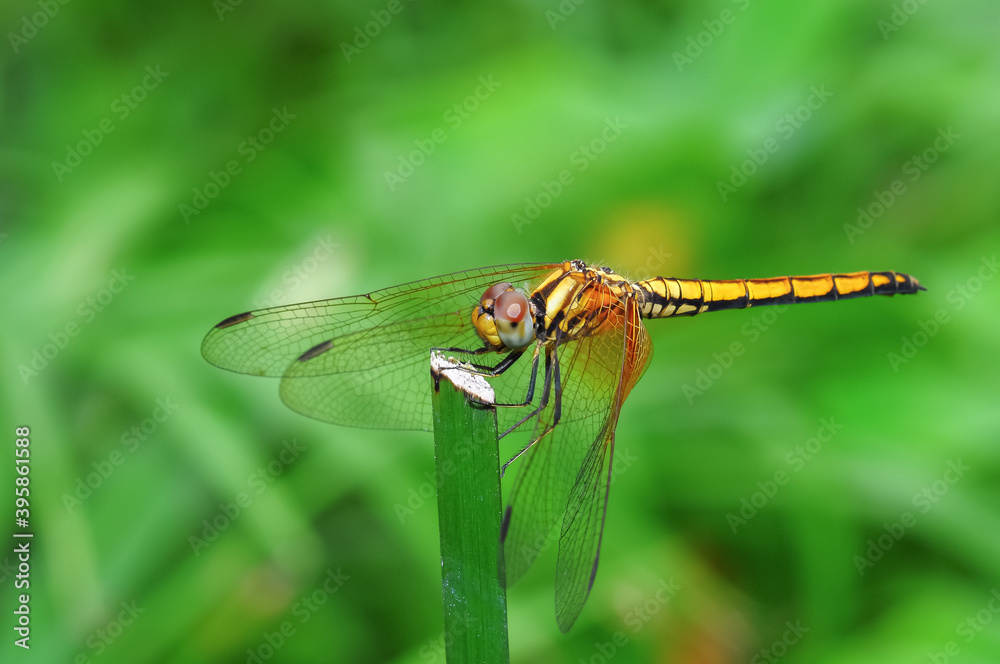 A dragonfly(Crimson Dropwing,Female) perch on plant stem
A dragonfly(Crimson Dropwing,Female) perch on plant stem