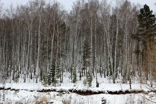 winter Siberian birch and pine forest