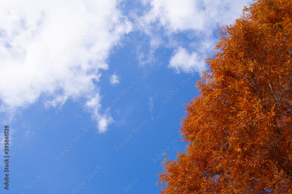 奇麗に紅葉しているメタセコイア(岐阜県岐阜市) 奇麗に紅葉しているメタセコイア(岐阜県岐阜市)