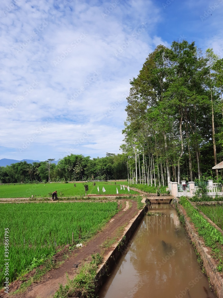 In the rainy season in Indonesia, many people started planting rice again after the dry season. 