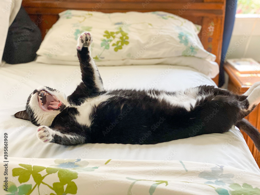 Young tuxedo cat laying on its back on a bed yawning with its paws in