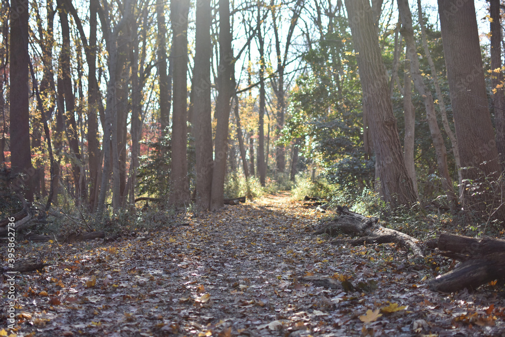 A hiking trail on a sunny day in Philadelphia