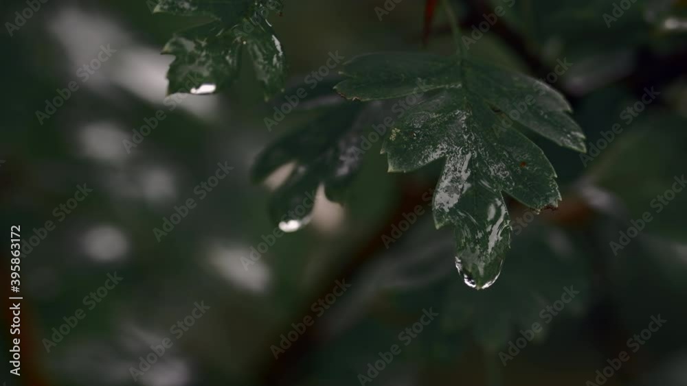 Macro shot of wet leaf after the rain. Close up of raindrop on wild bush. 4K resolution cinematic color grading look. Shallow depth of field. Overcast moody natural background. Autumn colors. Macro shot of wet leaf after the rain. Close up of raindrop on wild bush. 4K resolution cinematic color grading look. Shallow depth of field. Overcast moody natural background. Autumn colors.