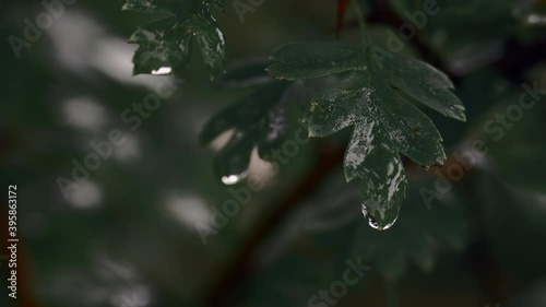 Macro shot of wet leaf after the rain. Close up of raindrop on wild bush. 4K resolution cinematic color grading look. Shallow depth of field. Overcast moody natural background. Autumn colors.