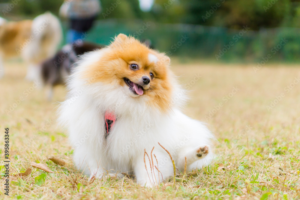 ポメラニアン 小型犬　犬