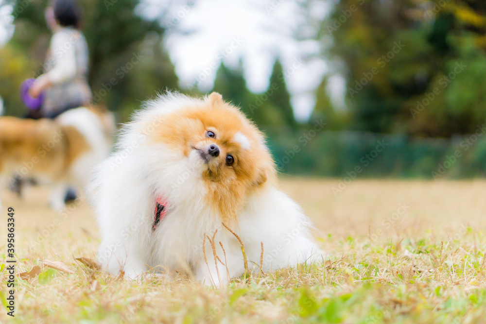 ポメラニアン 小型犬　犬