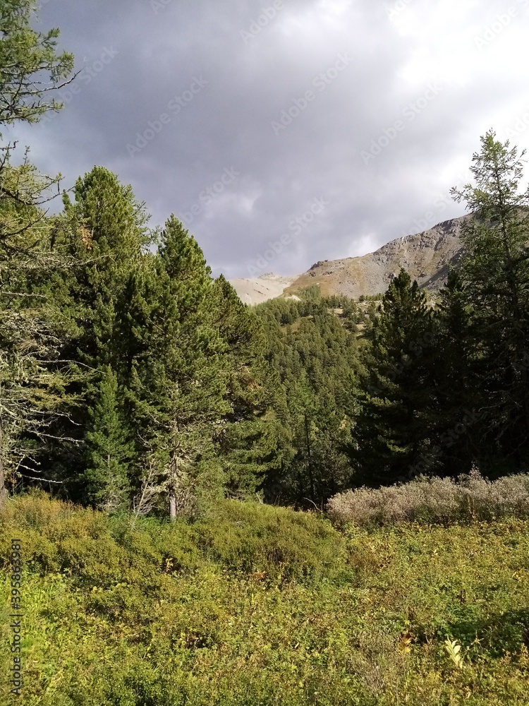 Obraz premium forest in the mountains