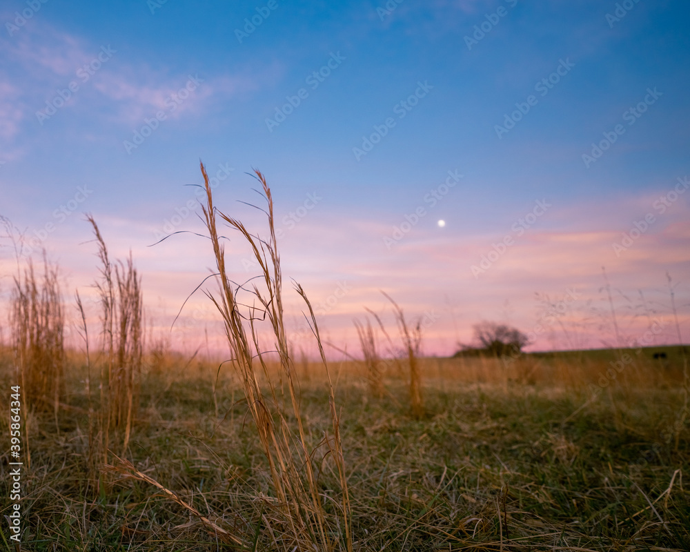 prairie grasses in winter
