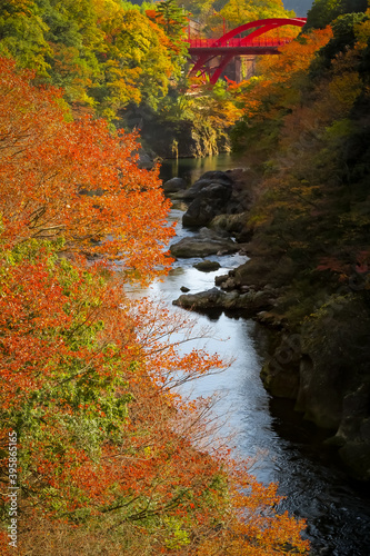 Fototapeta Naklejka Na Ścianę i Meble -  Takatsudokyo Gorge near Watarase Keikoku Railway in Midori, Gunma, Japan. November 16, 2020.