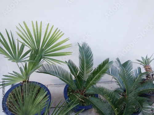 白壁と熱帯植物