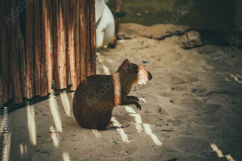 Agouti photo