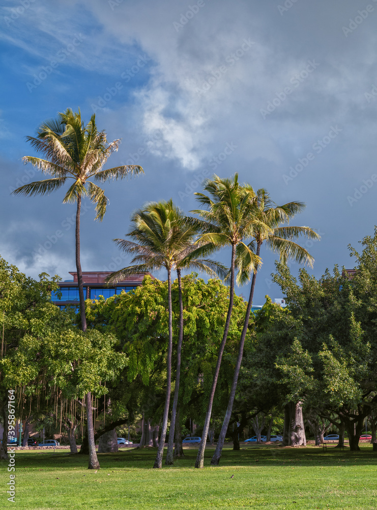 Palm trees in the park with strong winds and clearing skies.