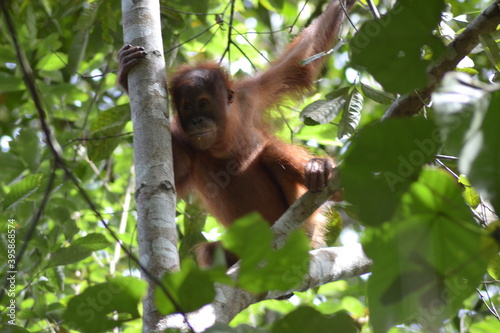 The Young Sumatran Orang Utan learn to hanging on the trees photo