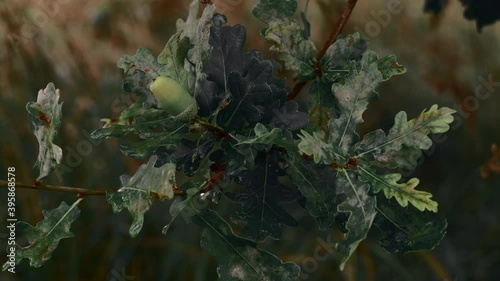 Close up of oak tree after the rain. Acorn and wet leaves on a branch. Cinematic color grading look. Shallow depth of field. Overcast moody natural background. 4K resolution macro shot.