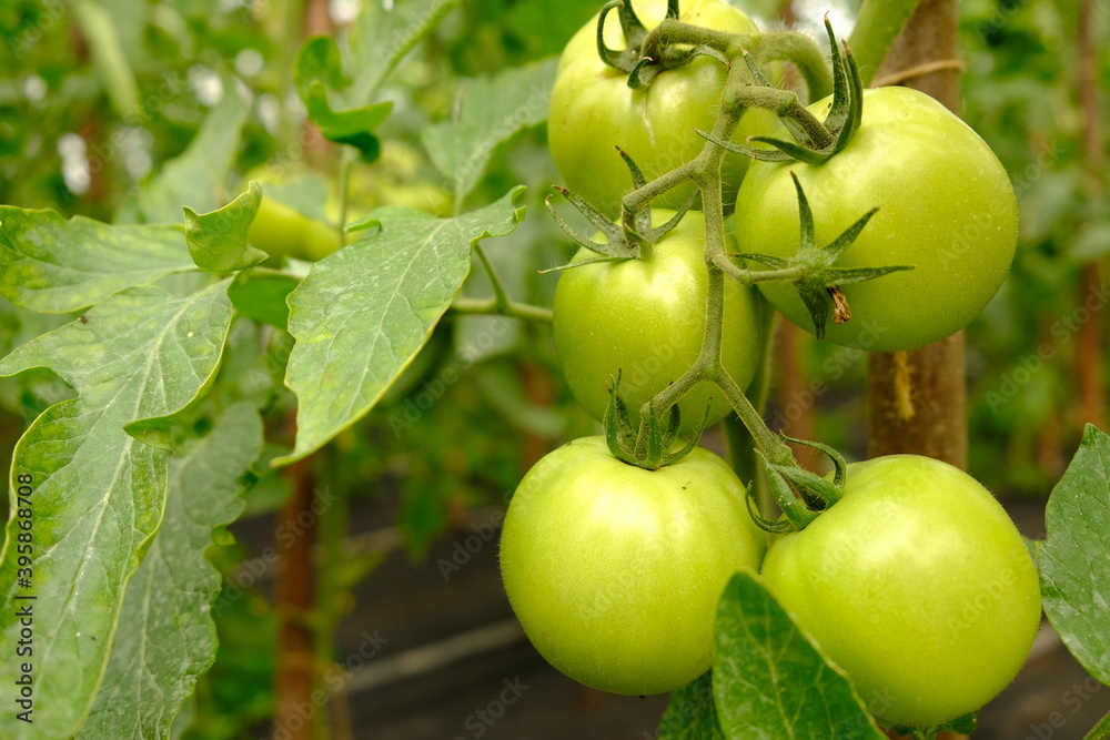 branch with green tomatoes close-up, young tomatoes in the greenhouse