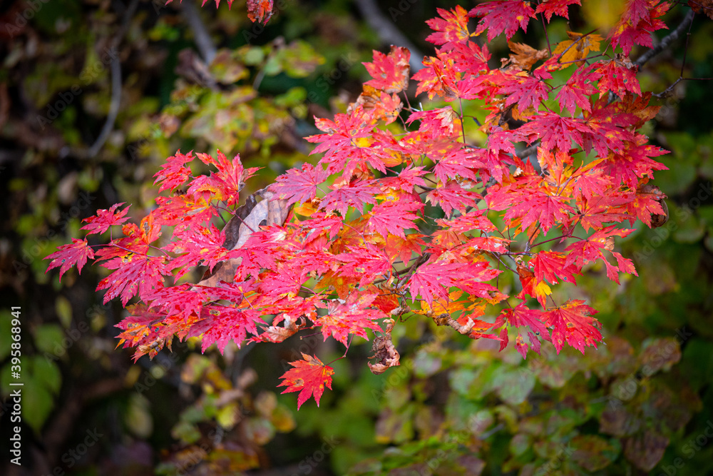 赤い紅葉