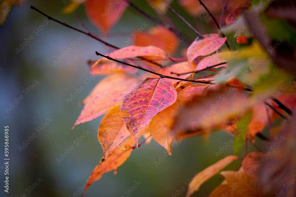 赤い紅葉 赤い紅葉