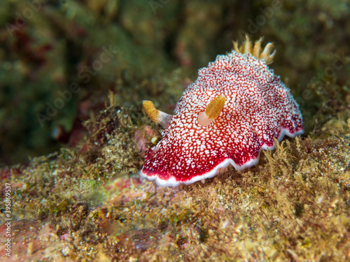 Vibrant red and white nudibranch (Chromodoris reticulata) near Anilao, Batangas, Philippines.  Underwater photography and sea life.