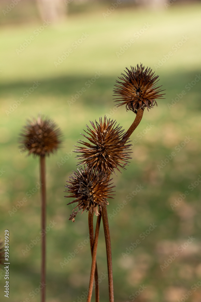 Obraz premium Macro abstract view of dried purple coneflower (echinacea purpurea) seed heads with defocused background, in a sunny late autumn garden