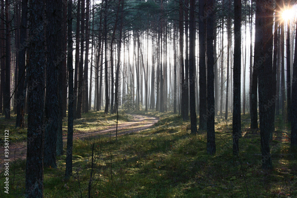 Obraz premium Magnificent frosty december morning. A sunlight punching a gaze lights the forest road among black trunks of pines.
