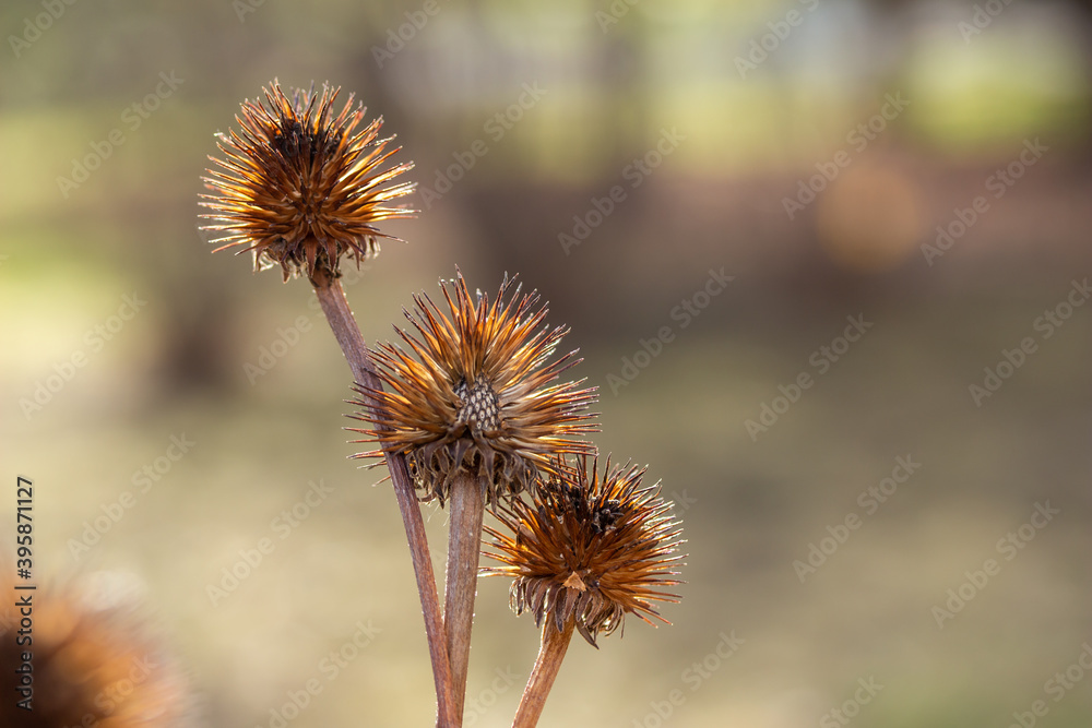 Macro abstract view of dried purple coneflower (echinacea purpurea) seed heads with defocused background, in a sunny late autumn garden