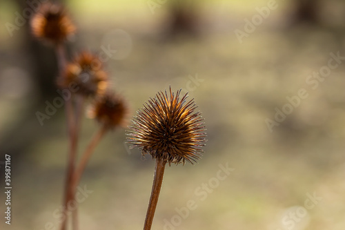 Macro abstract view of dried purple coneflower  echinacea purpurea  seed heads with defocused background  in a sunny late autumn garden