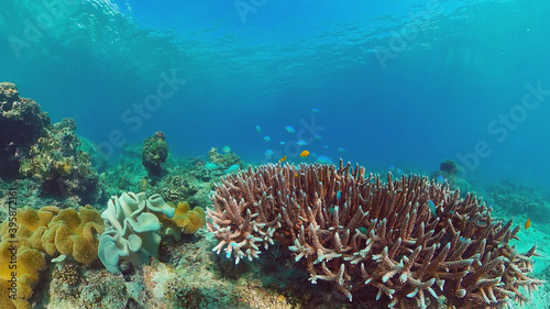 Beautiful underwater landscape with tropical fishes and corals. Life coral reef. Panglao, Bohol, Philippines. Philippines.