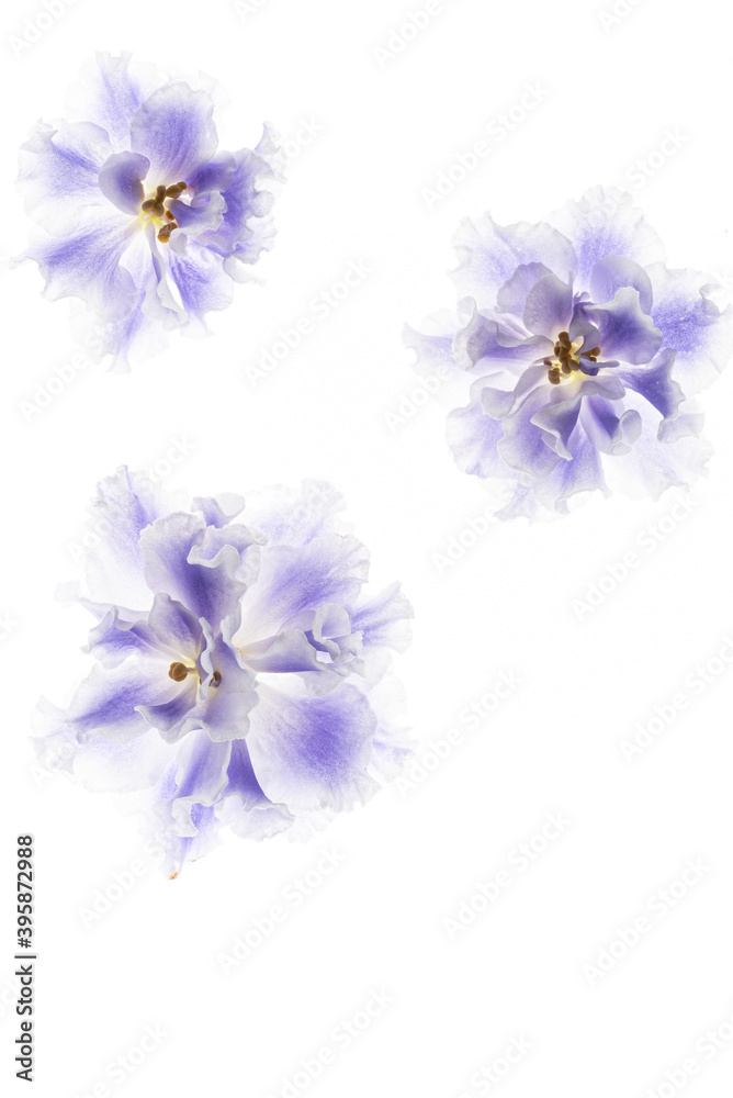 Obraz premium blue violet on the white background