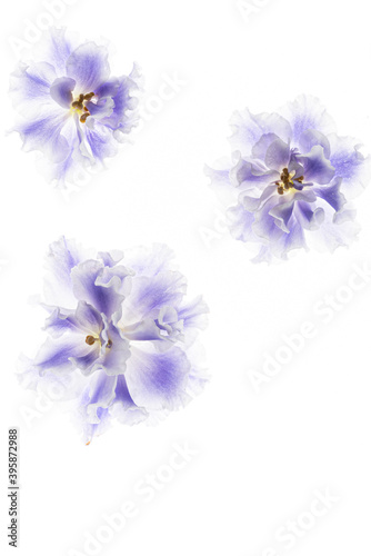 blue violet on the white background