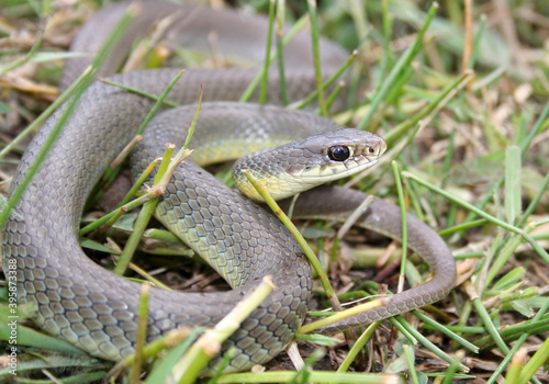 Fotografia Western Yellow-bellied Racer (Coluber constrictor  mormon)