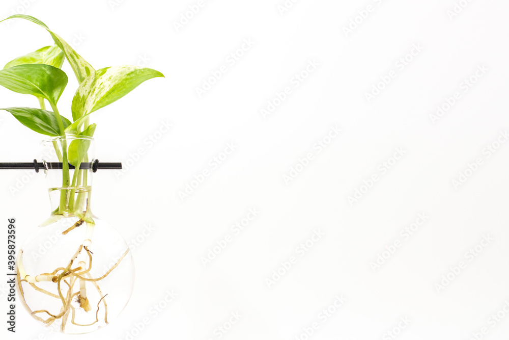 Close up Epipremnum aureum (Golden pothos) isolated on white background Close up Epipremnum aureum (Golden pothos) isolated on white background