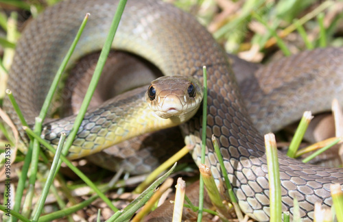 Quadro em tela Western Yellow-bellied Racer (Coluber constrictor  mormon)