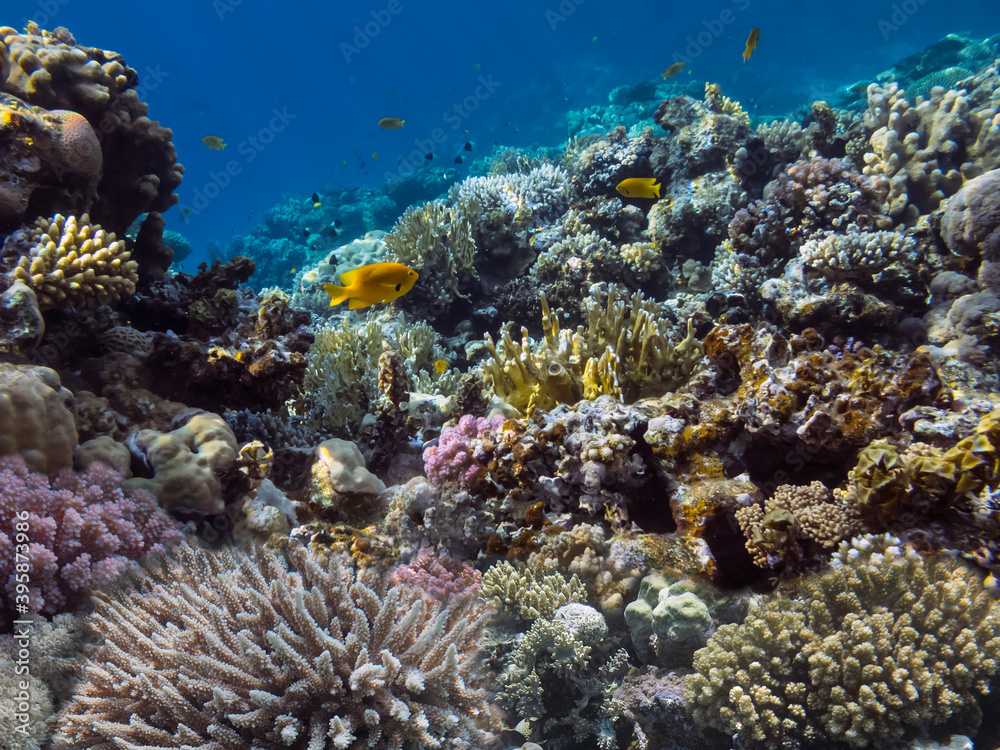 Obraz premium Photo of a coral colony, Red Sea, Egypt