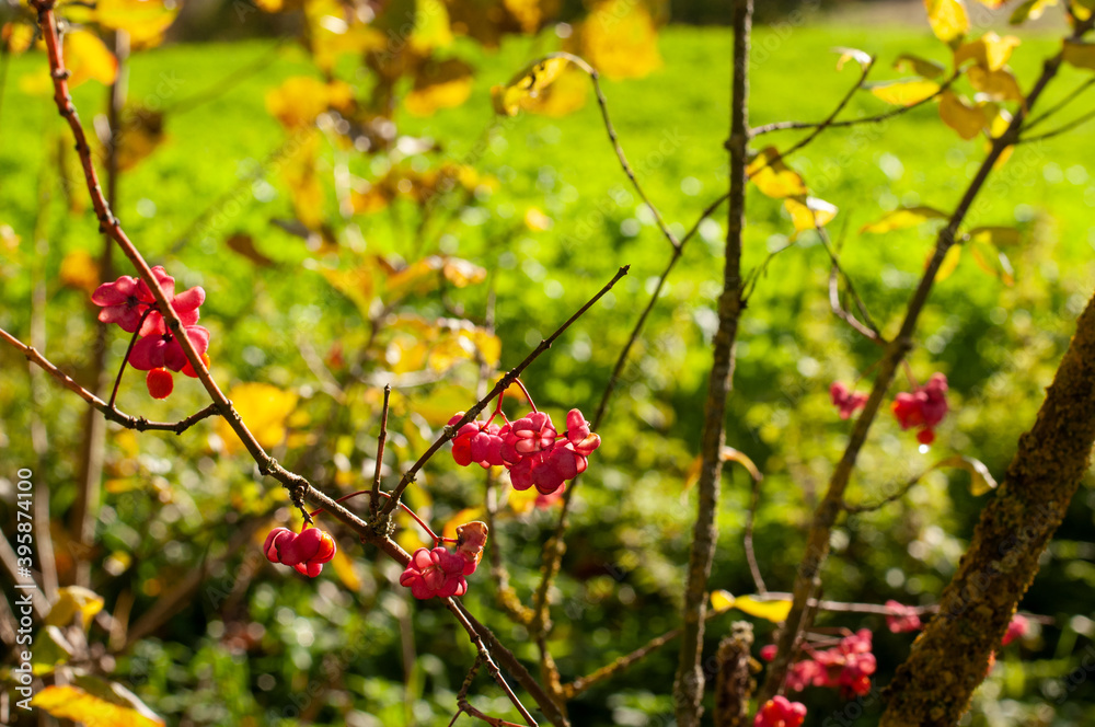 the pink poisonous fruits of a common spindle the pink poisonous fruits of a common spindle