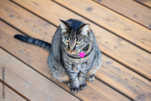 Close up view of a curious gray striped domestic tabby cat looking out from a cedar wood deck enjoying a sunny day