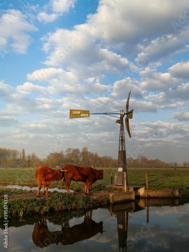 windmill on the river end cows On the Nemunas