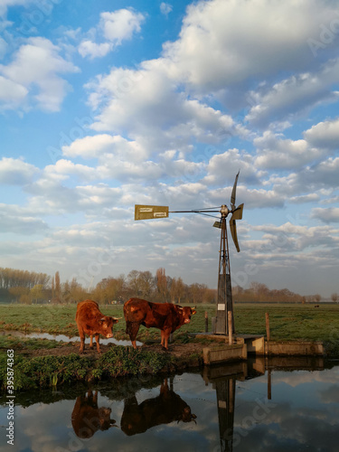 dutch windmill in the country and cows 