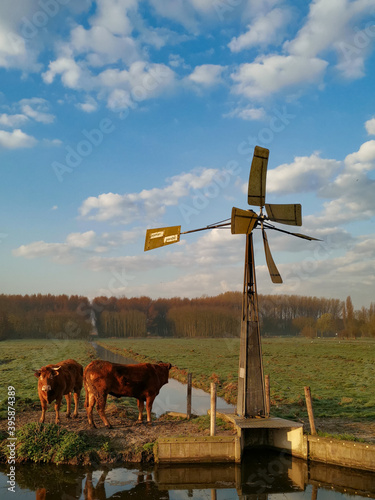 windmill in the field and cows