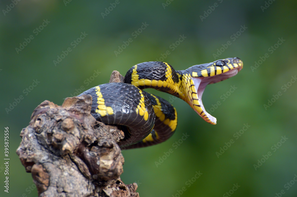 Angry the gold-ringed cat snake, trying to attack, front view of boiga dendrophillia Angry the gold-ringed cat snake, trying to attack, front view of boiga dendrophillia