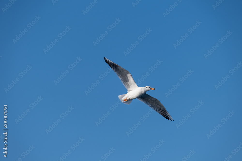 Seagulls Flying High in the Blue Sky