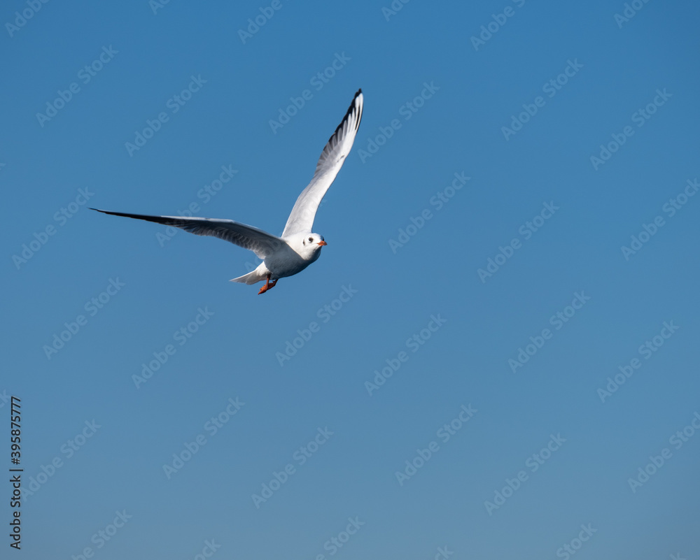 Seagulls Flying High in the Blue Sky