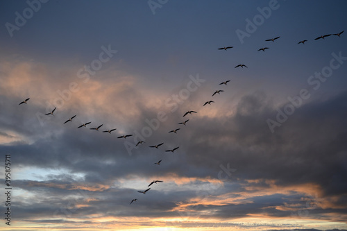 Geese,birds in the sky, sunset sky,flock of birds, clouds in the sky