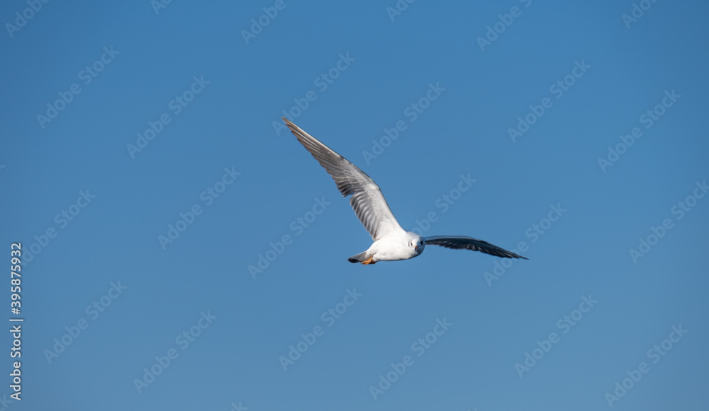 Seagulls Flying High in the Blue Sky Seagulls Flying High in the Blue Sky