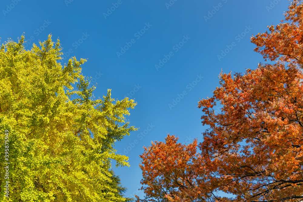青空と紅葉し始めた木